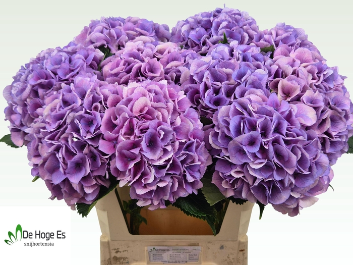 <h4>HYDR M ROYAL LOVE B</h4>