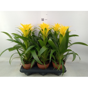 Guzmania  'Desire'