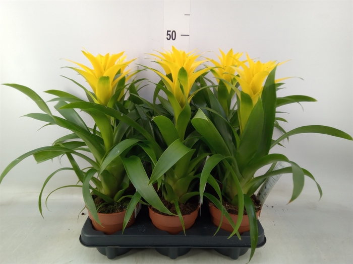 <h4>Guzmania  'Desire'</h4>