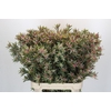 Leucadendron Ayoba Star Pearl