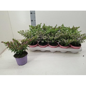 CUPH HYSSOPIFOLIA