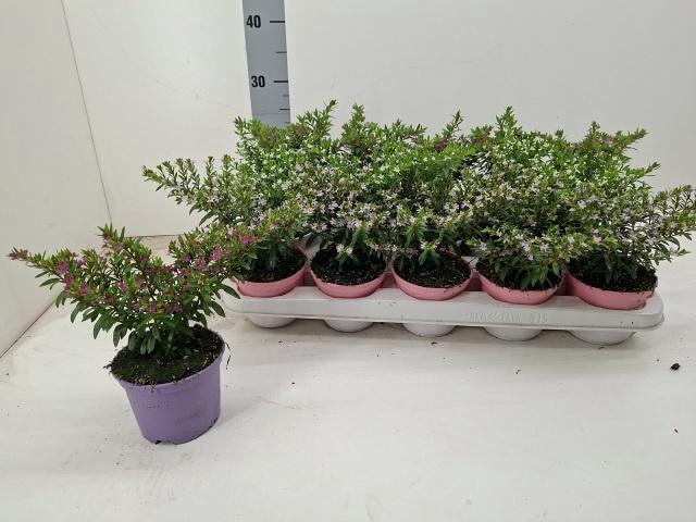 <h4>CUPH HYSSOPIFOLIA</h4>