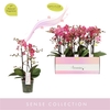 Phalaenopsis Multifloratypes overig oranje