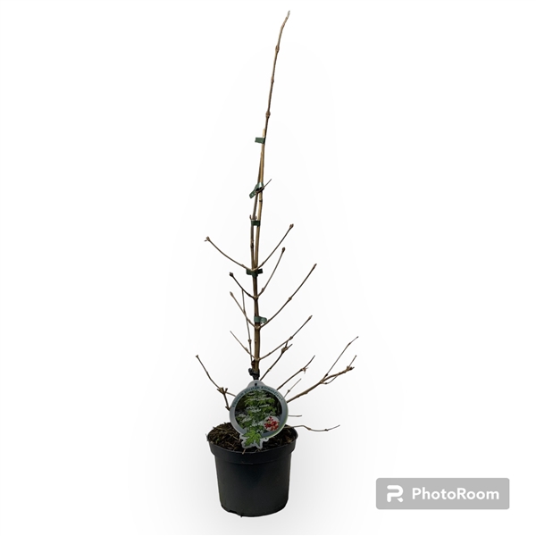 <h4>Viburnum plicatum 'Kilmandjaro' 40-50 P19</h4>