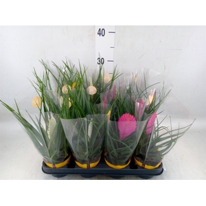 Tillandsia  ...mix