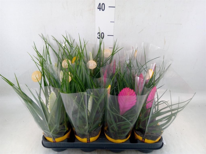 <h4>Tillandsia  ...mix</h4>