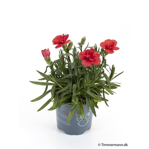 DIANTHUS CARYOPHYLLUS P11 RED