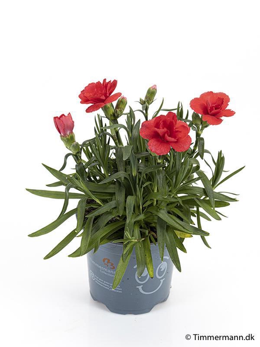 <h4>DIANTHUS CARYOPHYLLUS P11 RED</h4>