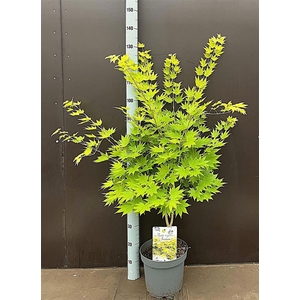 Acer shirasawanum Jordan