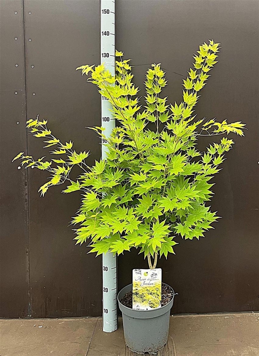 <h4>Acer shirasawanum Jordan</h4>
