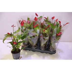 Anthu Banderola Lava