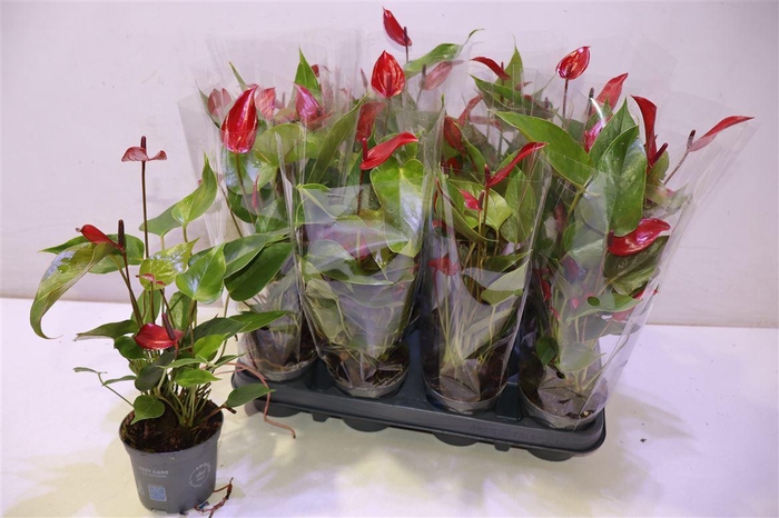 <h4>Anthu Banderola Lava</h4>