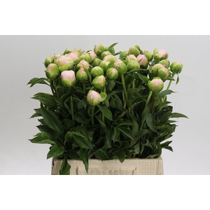 Paeonia lactiflora 'Miss America'