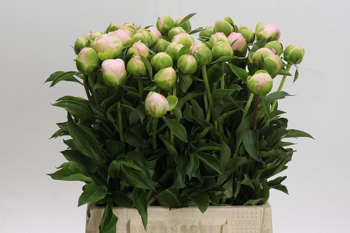 <h4>Paeonia lactiflora 'Miss America'</h4>