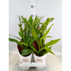 Zygopetalum  'Louisendorf'