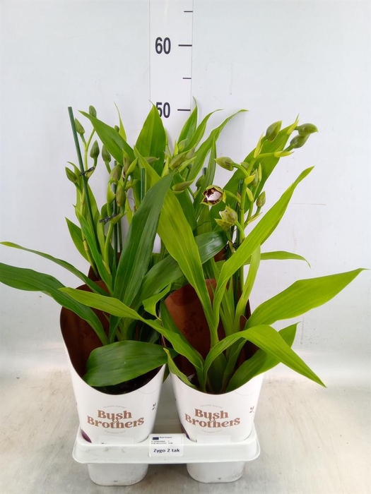 <h4>Zygopetalum  'Louisendorf'</h4>