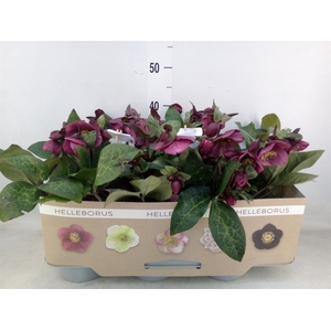 Helleborus  'Fkiss Charmer'