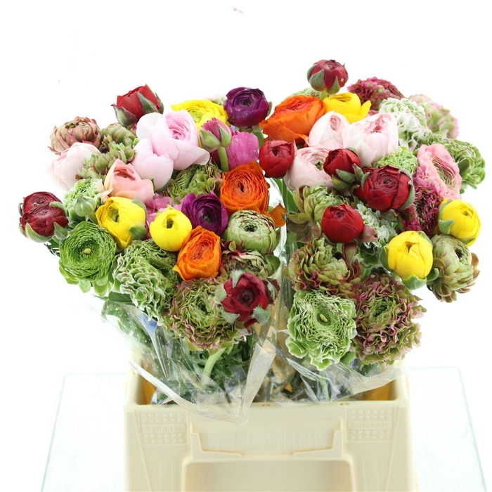 <h4>Ran Cloni-ponpon Mix In Bunch Extra</h4>