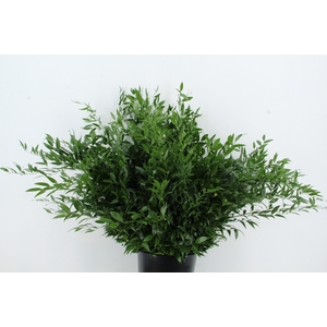 RUSCUS DANAE RACEMOSA 200GR