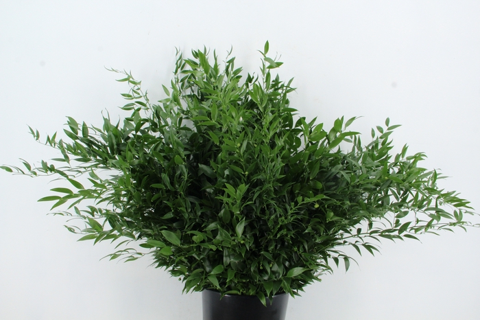 <h4>RUSCUS DANAE RACEMOSA</h4>