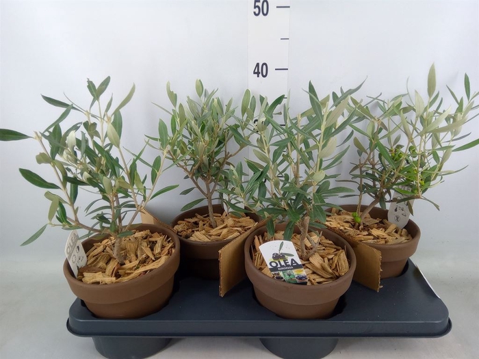 <h4>Arr.   Tuinplanten L%</h4>
