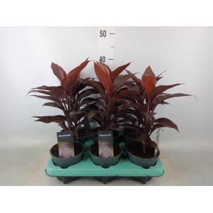 Cordyline fruti. 'Mambo'