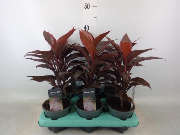 <h4>Cordyline fruti. 'Mambo'</h4>