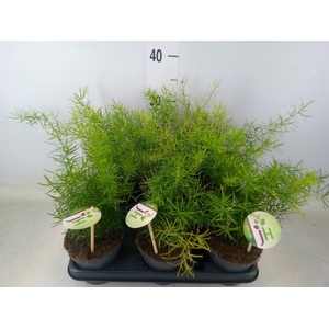 Asparagus dens. 'Sprengeri'