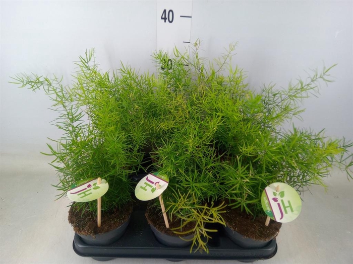 <h4>Asparagus dens. 'Sprengeri'</h4>