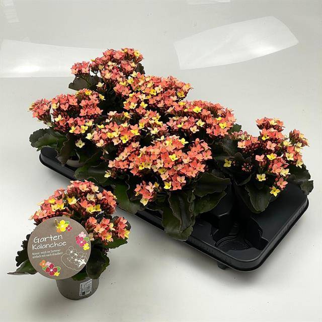 <h4>KAL EN GEM BUITEN KALANCHOE</h4>