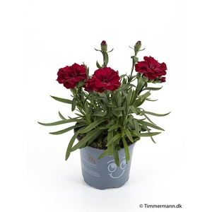 DIANTHUS CARYOPHYLLUS P11