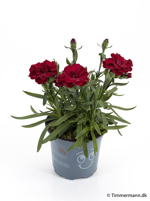 <h4>DIANTHUS CARYOPHYLLUS P11</h4>