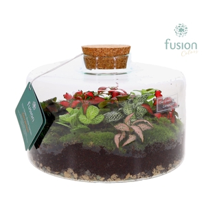 Green Bottle Kyra Large met Terrarium arrangement