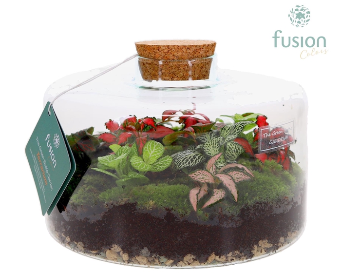 <h4>Green Bottle Kyra Large met Terrarium arrangement</h4>