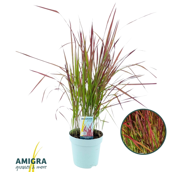 <h4>Imperata cylindrica 'Red Baron'</h4>