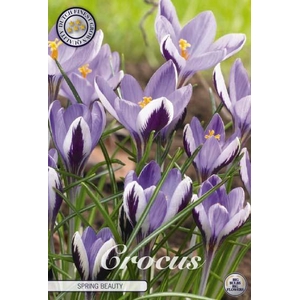 Crocus Spring Beauty X10