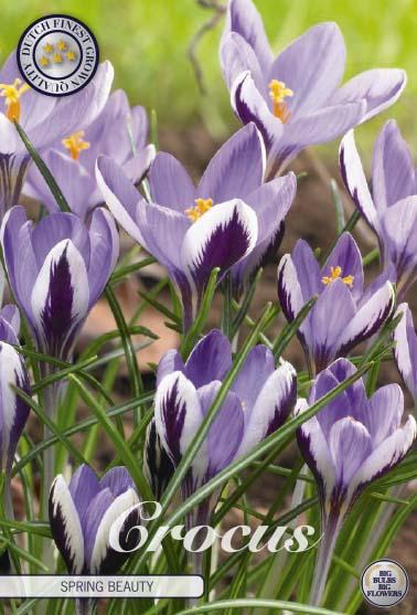 <h4>Crocus Spring Beauty X10</h4>