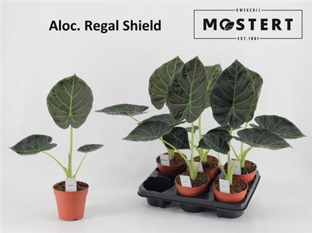 Aloc Regal Shields