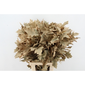 QUERC RUBRA 80CM APRICOT