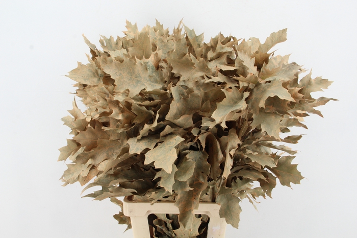 <h4>QUERC RUBRA 80CM APRICOT</h4>