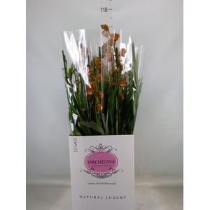 Cymbidium   ...