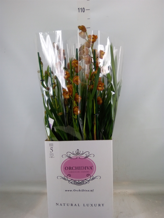 <h4>Cymbidium   ...</h4>