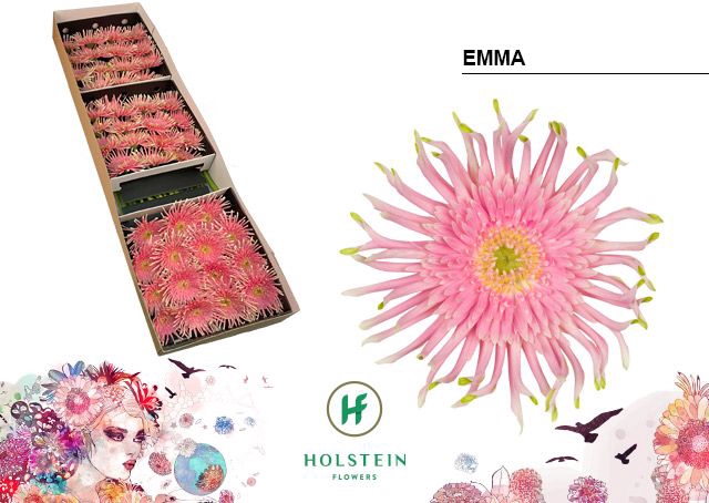 <h4>Gerbera large flowered curl-shape Gerpasta Emma</h4>