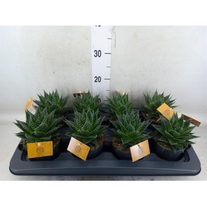 xGasteraloe  'Aurora'