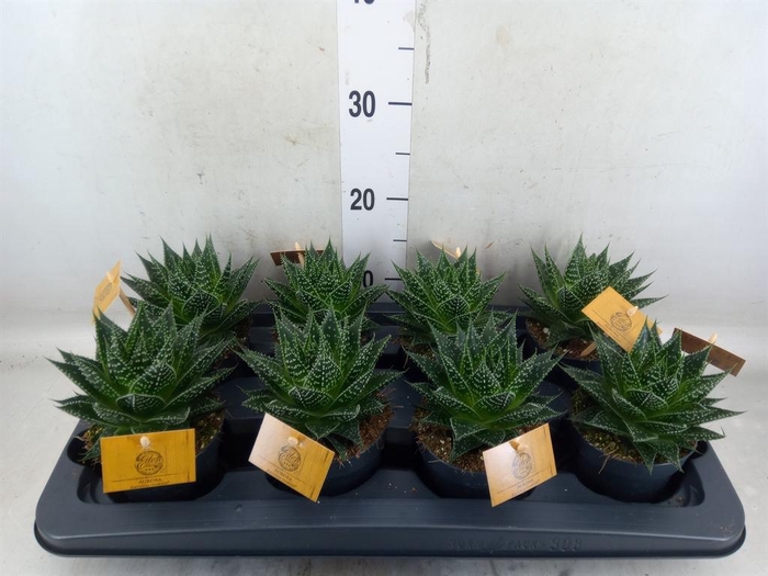 <h4>xGasteraloe  'Aurora'</h4>