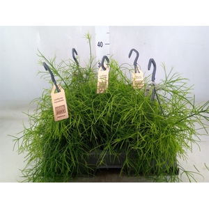 Rhipsalis   ...