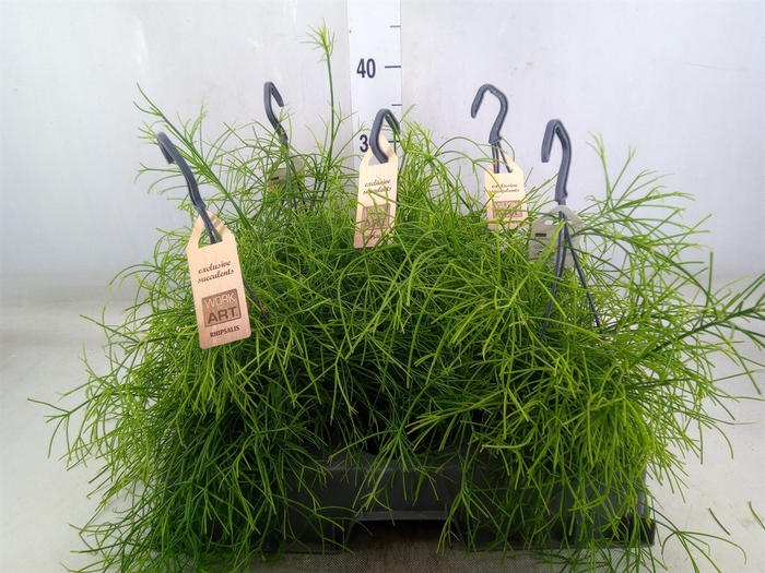 <h4>Rhipsalis   ...</h4>
