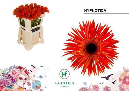 <h4>Ge Gr Spi Hypnotic</h4>