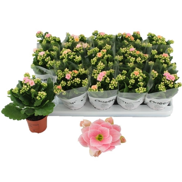 <h4>Kalanchoe Claraq</h4>