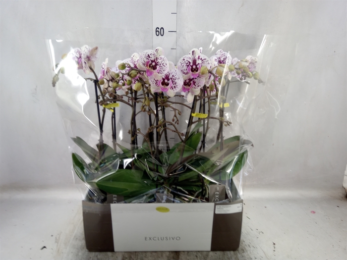 Phalaenopsis multi.   ...